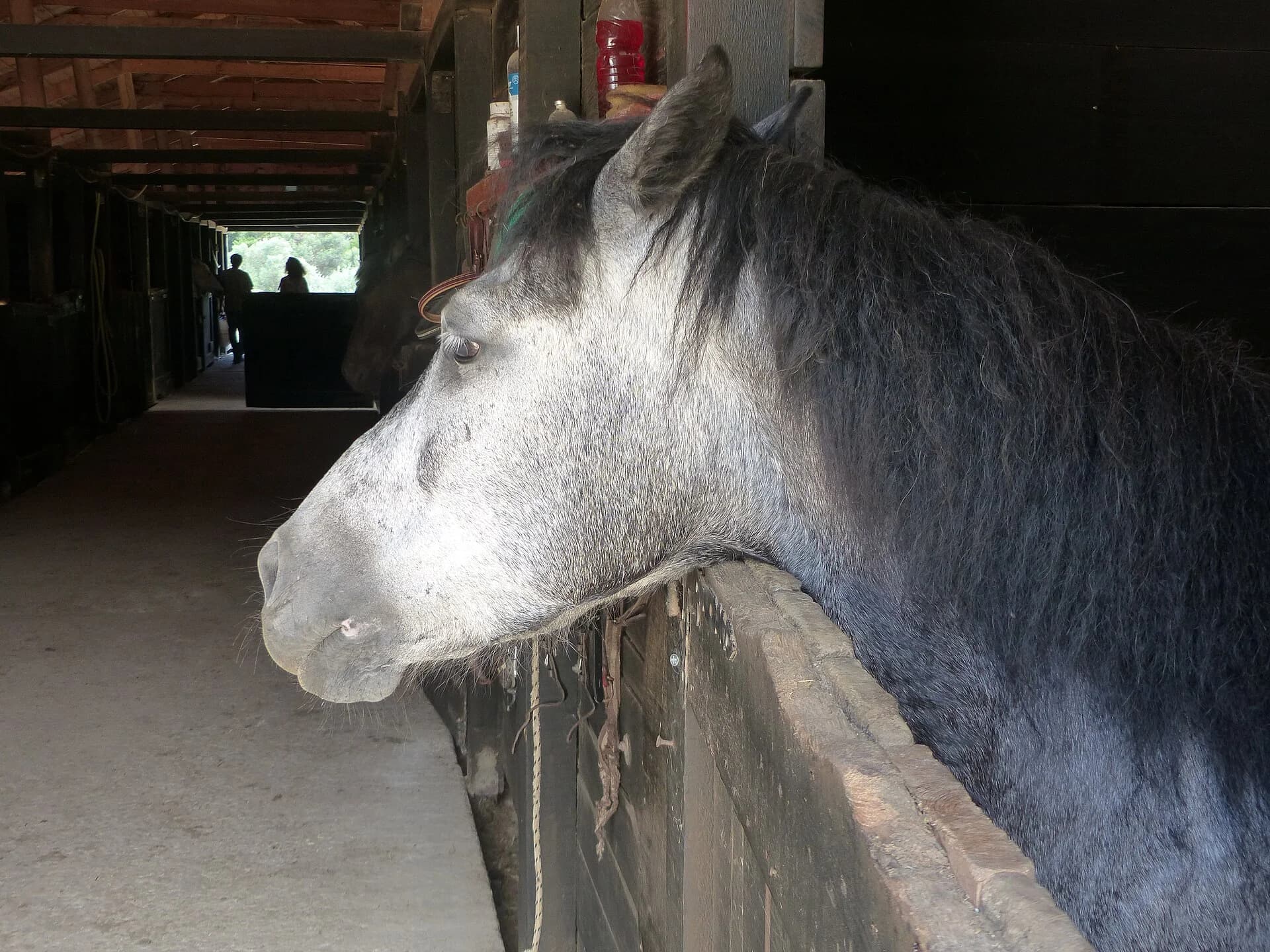 Portrait d’un cheval photographié aux écuries Grillos, dans le secteur de Georgioupoli